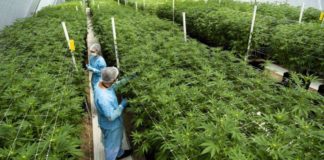 Uruguay registra una caída del tráfico de marihuana tras la legalización
