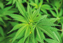 Clever Leaves cultivará en Colombia cannabis psicoactivo Clever Leaves cultivará en Colombia cannabis psicoactivo