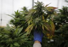 Así sería la ley que permitiría el uso medicinal del cannabis en España Un operario revisar las plantas de cannabis en una plantación de marihuana medicinal en el norte de Israel. REUTERS/Nir Elias