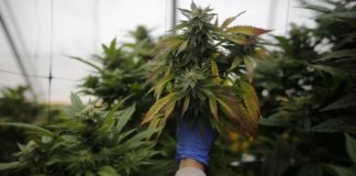 Un operario revisar las plantas de cannabis en una plantación de marihuana medicinal en el norte de Israel. REUTERS/Nir Elias