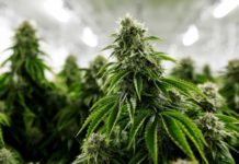 El Observatorio Europeo del Cannabis exige al Gobierno datos de las licencias que ha dado para cultivo medicinal El Observatorio Europeo del Cannabis exige al Gobierno datos de las licencias que ha dado para cultivo medicinal