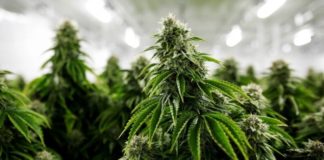 El Observatorio Europeo del Cannabis exige al Gobierno datos de las licencias que ha dado para cultivo medicinal