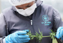 SpaceX enviará a la Estación Espacial Internacional cultivos de cannabis y café en 2020 SpaceX enviará a la Estación Espacial Internacional cultivos de cannabis y café en 2020