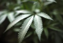 Un pequeño reino africano quiere exportar su cannabis al mundo Un pequeño reino africano quiere exportar su cannabis al mundo