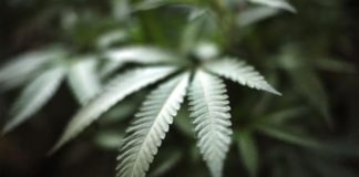 Un pequeño reino africano quiere exportar su cannabis al mundo Un pequeño reino africano quiere exportar su cannabis al mundo
