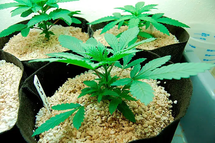 Cultivo en Arlita: Sistemas alternativos – Smart Pots (II)