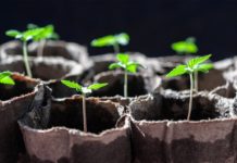 ¿Sabes cultivar marihuana? ¿Sabes cultivar marihuana?