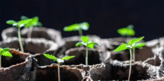¿Sabes cultivar marihuana?