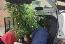 Detienen a un hombre por tener un árbol de Navidad de cannabis y dice que lo puso para «alegrar a su familia» La policía incauta una planta de marihuana utilizada como árbol de Navidad.