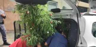 La policía incauta una planta de marihuana utilizada como árbol de Navidad.