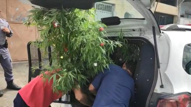 La policía incauta una planta de marihuana utilizada como árbol de Navidad.