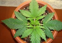 Italia abre la puerta a la legalización del cultivo doméstico de cannabis Italia abre la puerta a la legalización del cultivo doméstico de cannabis