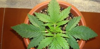Italia abre la puerta a la legalización del cultivo doméstico de cannabis Italia abre la puerta a la legalización del cultivo doméstico de cannabis