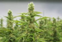 El movimiento asociativo promueve un gran acuerdo para que el Gobierno regularice el cannabis El movimiento asociativo promueve un gran acuerdo para que el Gobierno regularice el cannabis