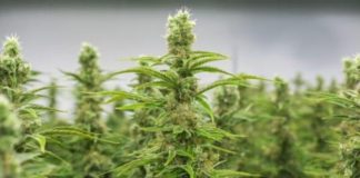El movimiento asociativo promueve un gran acuerdo para que el Gobierno regularice el cannabis