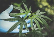 Las compañías de cannabis han recortado más de 1,000 empleos y ahora la industria enfrenta un panorama ‘tóxico’ Las compañías de cannabis han recortado más de 1,000 empleos y ahora la industria enfrenta un panorama ‘tóxico’
