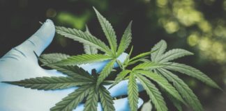 Las compañías de cannabis han recortado más de 1,000 empleos y ahora la industria enfrenta un panorama ‘tóxico’