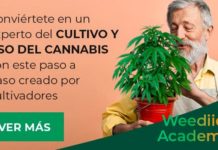 Sigue a Weediid por Instagram y Facebook Sigue a Weediid por Instagram y Facebook