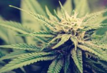 Los señores del cannabis: Almirall, Torreal o Uriach, empieza la lucha para controlar el mercado Los señores del cánnabis: Almirall, Torreal o Uriach, empieza la lucha para controlar el mercado