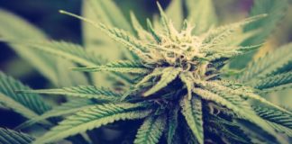 Los señores del cannabis: Almirall, Torreal o Uriach, empieza la lucha para controlar el mercado Los señores del cánnabis: Almirall, Torreal o Uriach, empieza la lucha para controlar el mercado