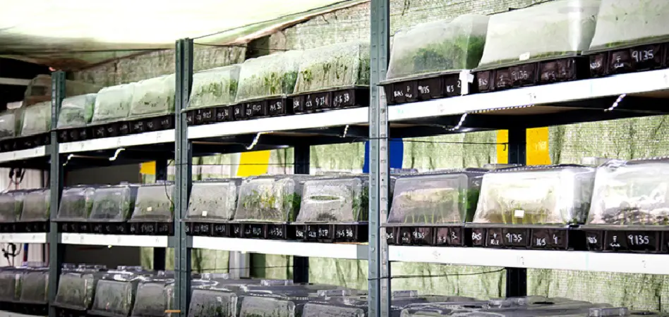 Planta de producción de cannabis de Linneo Health
