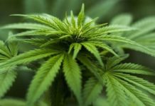 El cannabis, a la conquista del ‘farma’ español para llegar a 5.000 millones en 2026 El cannabis, a la conquista del ‘farma’ español para llegar a 5.000 millones en 2026