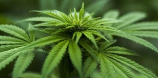El cannabis, a la conquista del ‘farma’ español para llegar a 5.000 millones en 2026