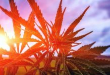 México: La regulación del cannabis no será apresurada México: La regulación del cannabis no será apresurada