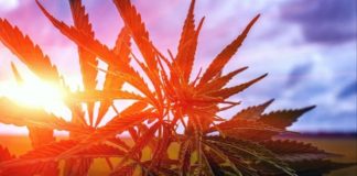 México: La regulación del cannabis no será apresurada