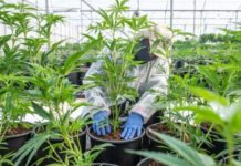 El gobernador de Pensilvania plantea legalizar la marihuana y rebajar los impuestos sobre el alcohol El cannabis medicinal abre nuevas oportunidades a la economía colombiana