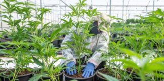 El cannabis medicinal abre nuevas oportunidades a la economía colombiana