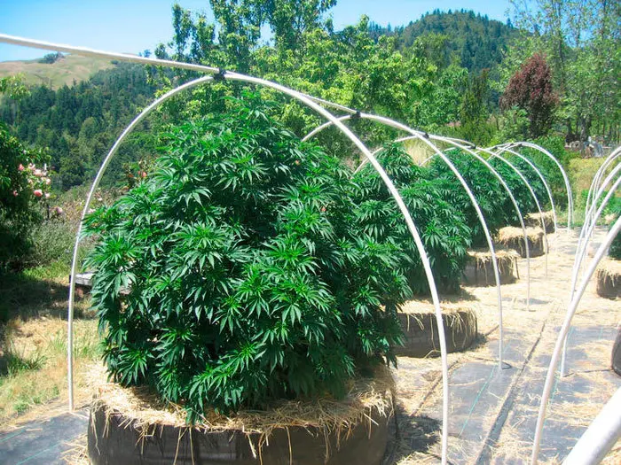 Cultivo en Arlita: Sistemas alternativos – Smart Pots (final)