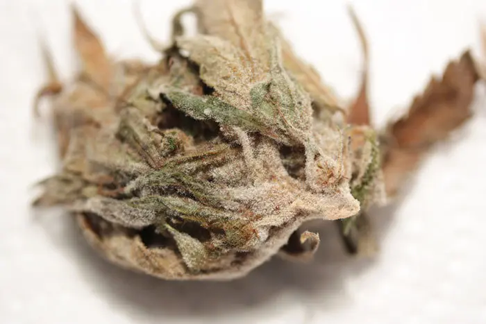 Cima floral infectada por Trichotecium roseum. Lo que a primera vista parecen miles de tricomas, en realidad son miles de conidias de este patógeno que se ha desarrollado durante el secado. Este hongo produce un micotoxina que es altamente peligrosa para la salud.
