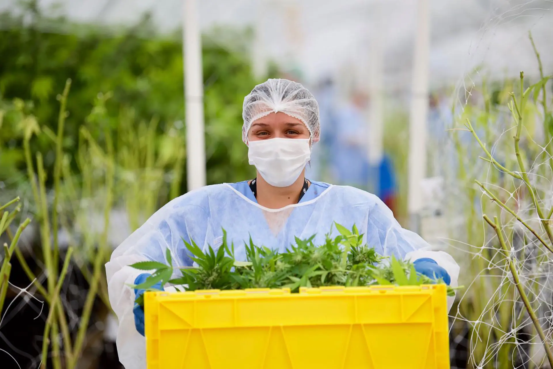 En Uruguay el cultivo y venta de cannabis, con su correspondientes restricciones, es legal A partir de el 2013.