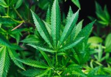El Gobierno paraguayo avanza en protocolos de seguridad para el cultivo de cáñamo El Gobierno paraguayo avanza en protocolos de seguridad para el cultivo de cáñamo