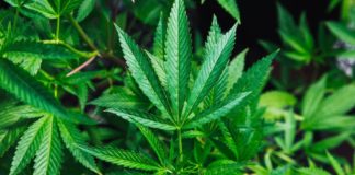 El Gobierno paraguayo avanza en protocolos de seguridad para el cultivo de cáñamo