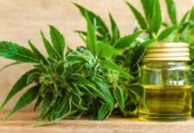Es urgente una regulación clara a nivel estatal en México para garantizar el uso medicinal del cannabis Es urgente una regulación clara a nivel estatal en México para garantizar el uso medicinal del cannabis