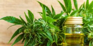 Es urgente una regulaci&oacute;n clara a nivel estatal en M&eacute;xico para garantizar el uso medicinal del cannabis