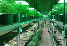 ¿Cuáles son las grandes empresas que operan en el mercado del cannabis medicinal en España? ¿Cuáles son las grandes empresas que operan en el mercado del cannabis medicinal en España?