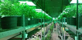 ¿Cuáles son las grandes empresas que operan en el mercado del cannabis medicinal en España?