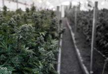 Australiana Doña Blanca invertirá US$2,5 millones en negocio de cannabis medicinal en Colombia Australiana Doña Blanca invertirá US,5 millones en negocio de cannabis medicinal en Colombia
