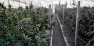 Australiana Doña Blanca invertirá US,5 millones en negocio de cannabis medicinal en Colombia