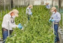 Bases para el funcionamiento exitoso de una empresa de cannabis cultivos khiron