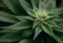 Un estudio confirma que la flor de cannabis es un analgésico de nivel medio eficaz para el dolor Un estudio confirma que la flor de cannabis es un analgésico de nivel medio eficaz para el dolor