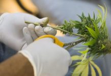 El cannabis mejoró el dolor en pacientes con cáncer avanzado El cannabis mejoró el dolor en pacientes con cáncer avanzado