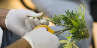 Clever Leaves envió el primer cargamento de cannabis medicinal a Australia