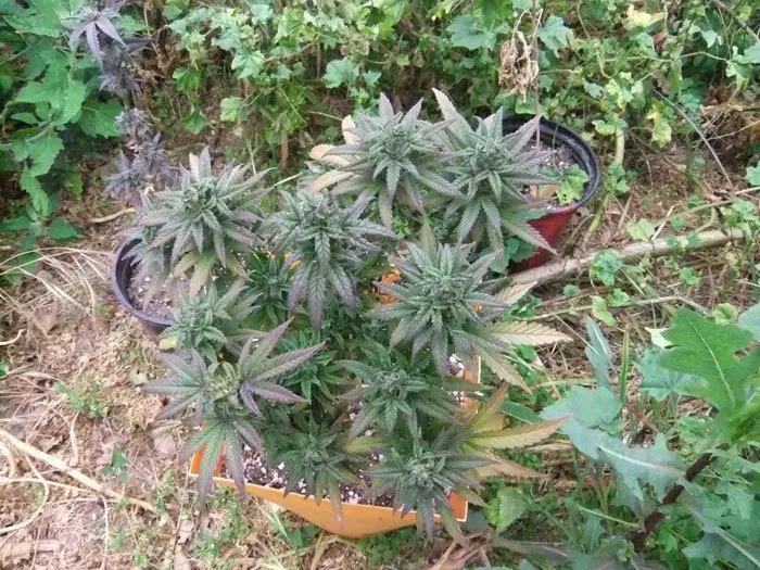 Blueberry revegetada