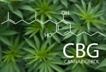 El cannabigerol, eficaz contra infecciones bacterianas resistentes a antibióticos El cannabigerol, eficaz contra infecciones bacterianas resistentes a antibióticos
