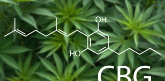 El cannabigerol, eficaz contra infecciones bacterianas resistentes a antibióticos