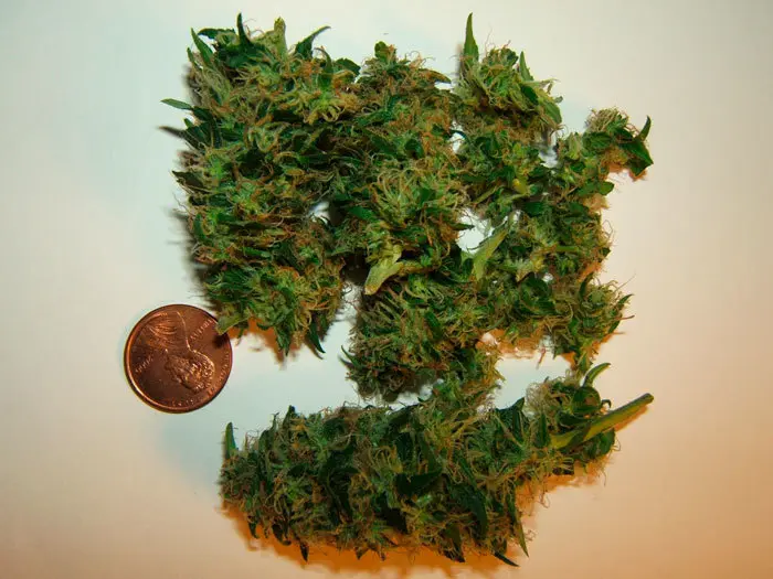 Cogollos obtenidos de planta revegetada